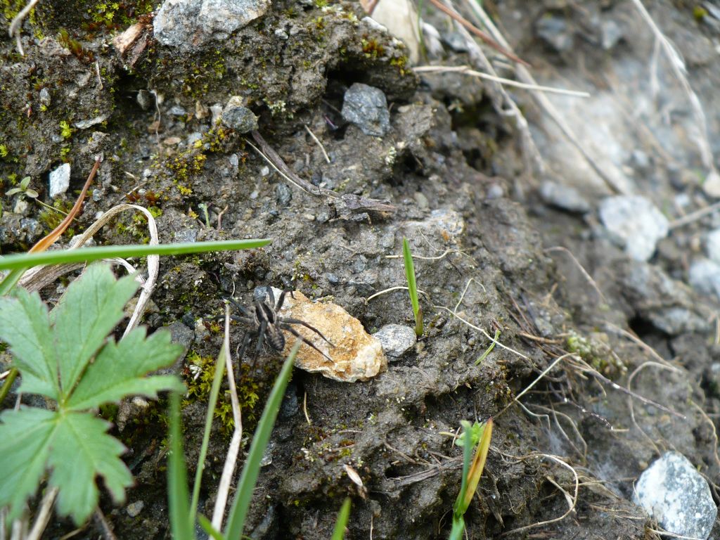 Pardosa  sp. - Pinerolese (TO)